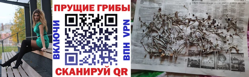 Псилоцибиновые грибы Cubensis  Пущино 
